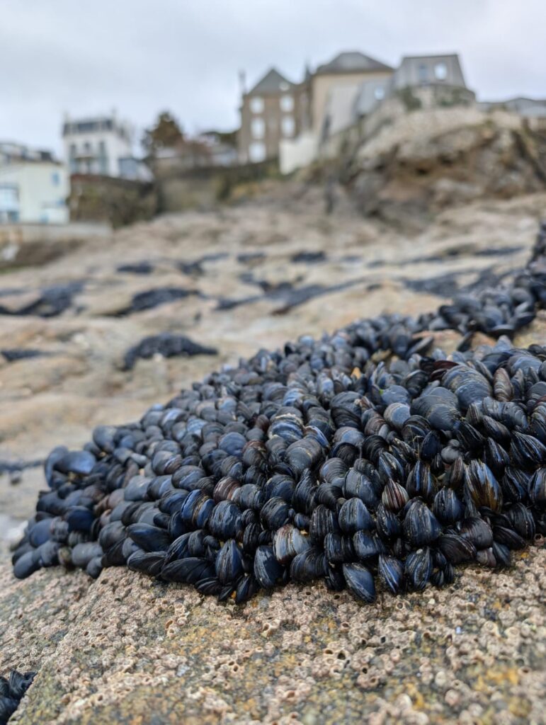 mussels on a rock near dinard